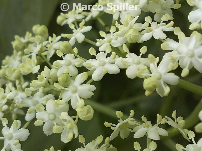 Sambucus nigra / Sambuco comune